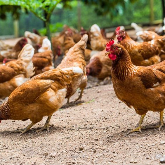 Athi Poultry Ranch